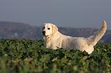 GOLDEN RETRIEVER 868